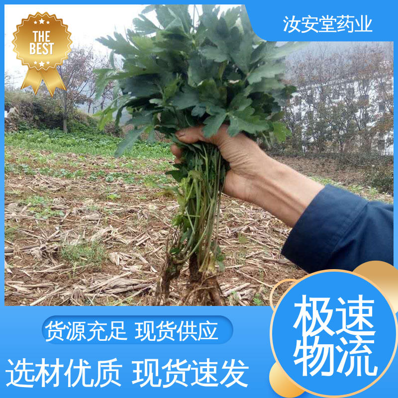 提供技术指导 出售白花前胡种子 用于家庭园艺 晾干贮存 汝安堂