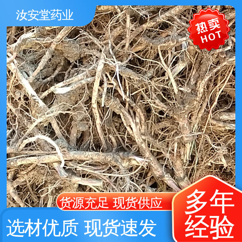 提供技术指导 出售白花前胡种子 培育园林绿化成品苗 汝安堂