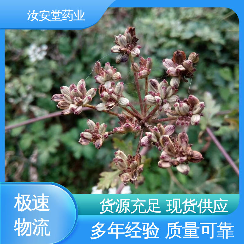 进行科学配比 品种全 正品白花前胡种子 提供技术指导 汝安堂