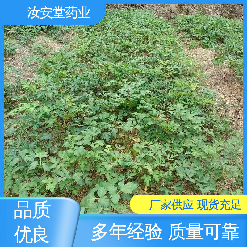 汝安堂 进行科学配比 品种全 正品白花前胡种子 干燥通风处储存