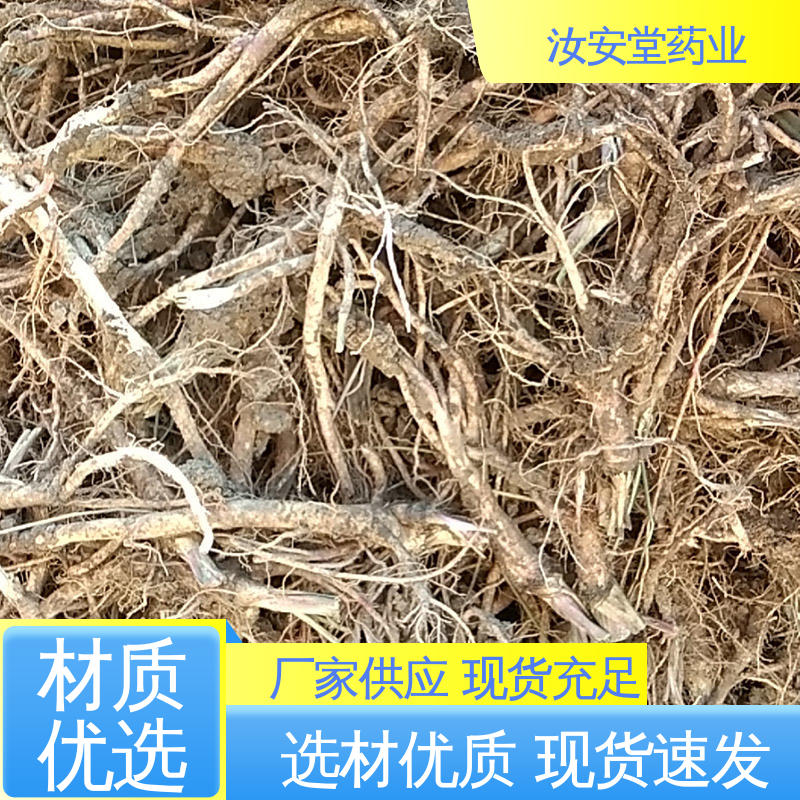 支持配送上门 进行科学配比 品种全 供应白花前胡种子 汝安堂