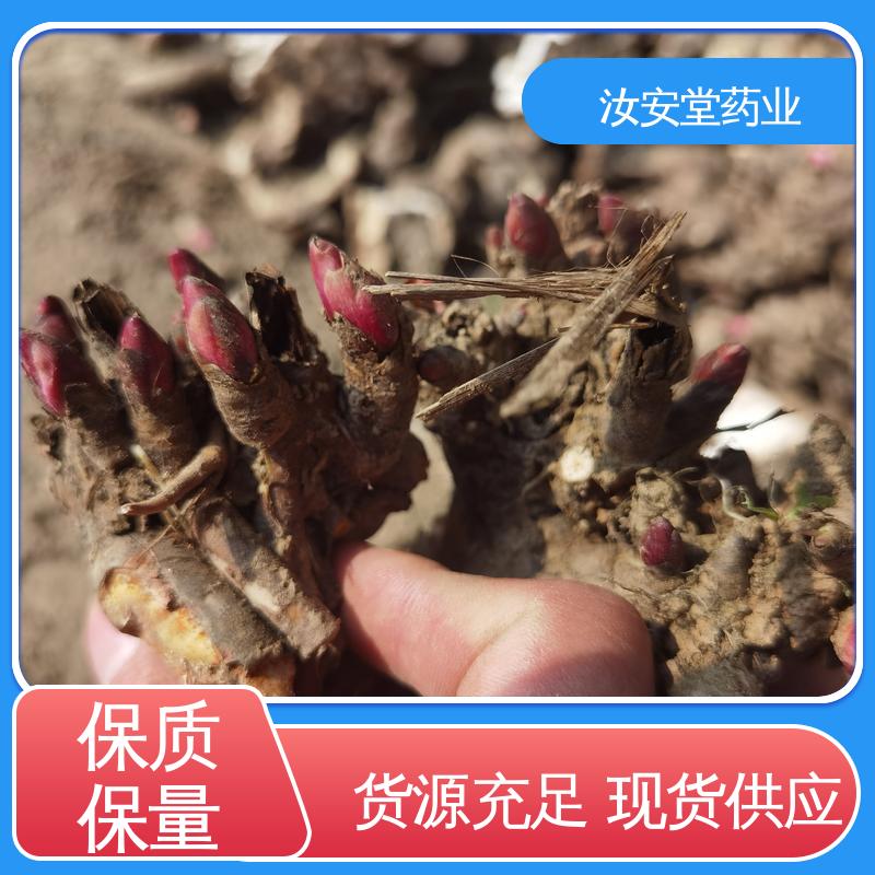 汝安堂 支持配送上门 培育园林绿化成品苗 白芍芽子供应