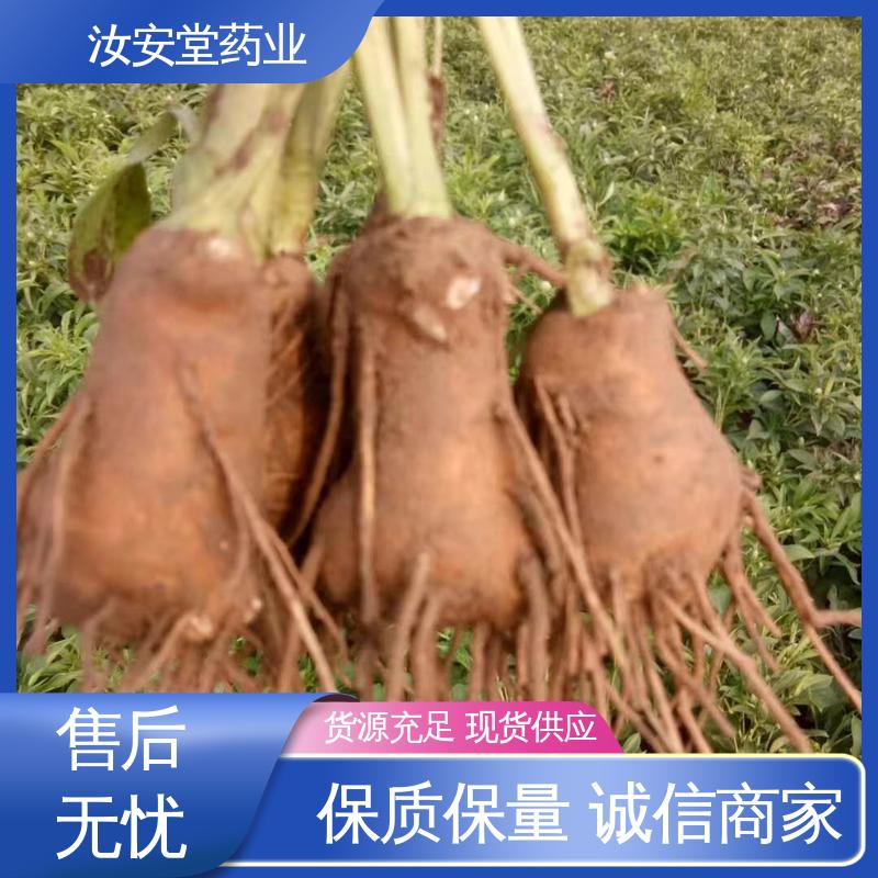 汝安堂 白术种苗供应 进行科学配比 品种齐全 应用场景丰富