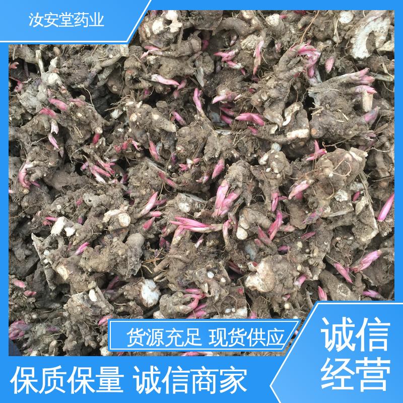 白芍芽头供应 进行科学配比 品种齐全 可大面积栽种 汝安堂