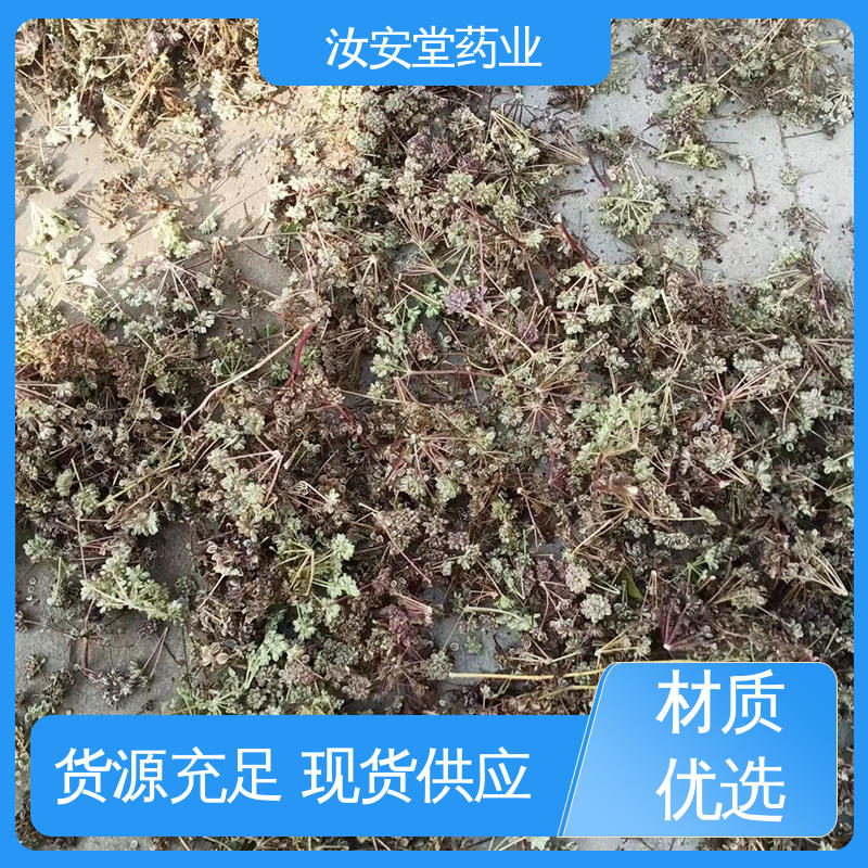 汝安堂 厂家供应前胡种子 支持配送上门 颗粒饱满 应用场景丰富 