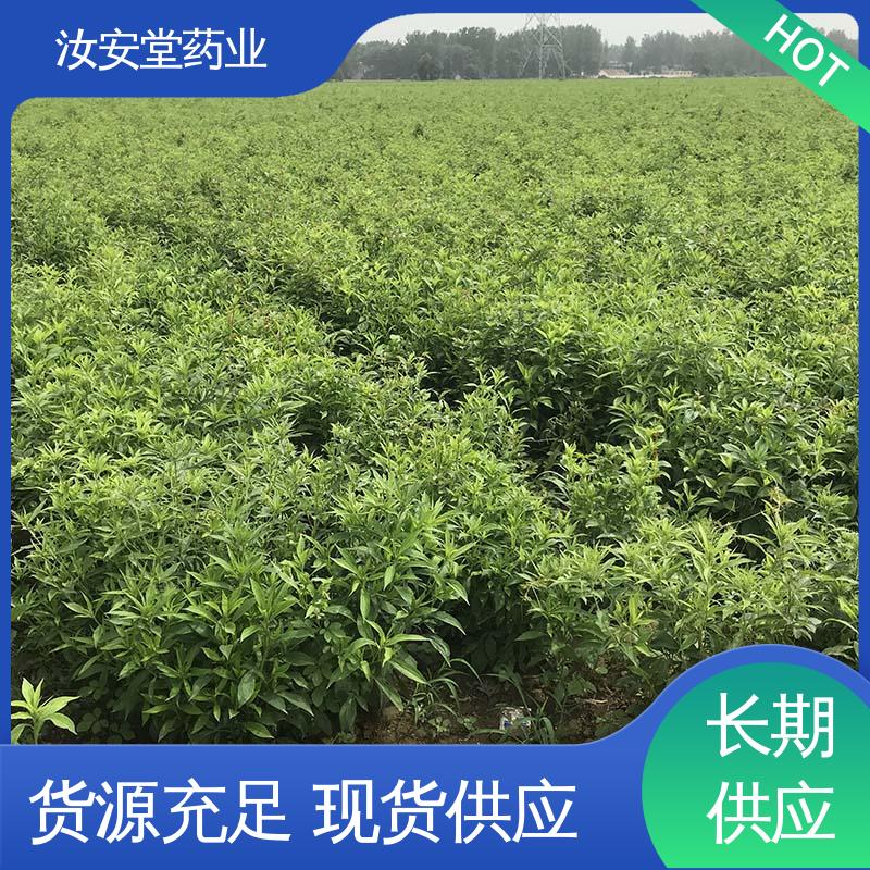 汝安堂 灵活合理选择栽培方式 支持快递发货 优质改良白术种子