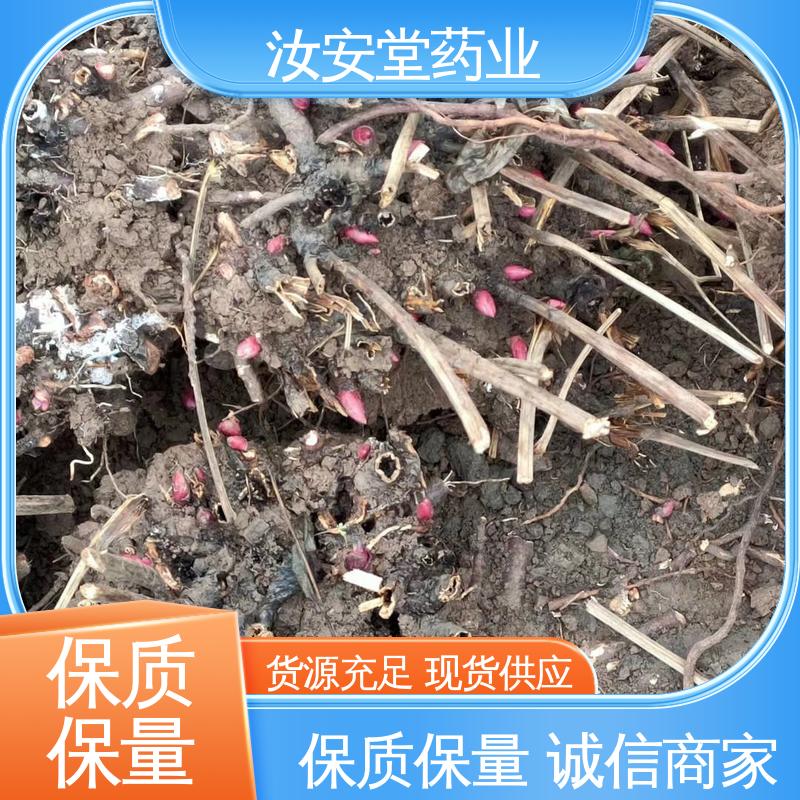 供应白芍芽苗 灵活合理选择栽培方式 可大面积栽种 汝安堂
