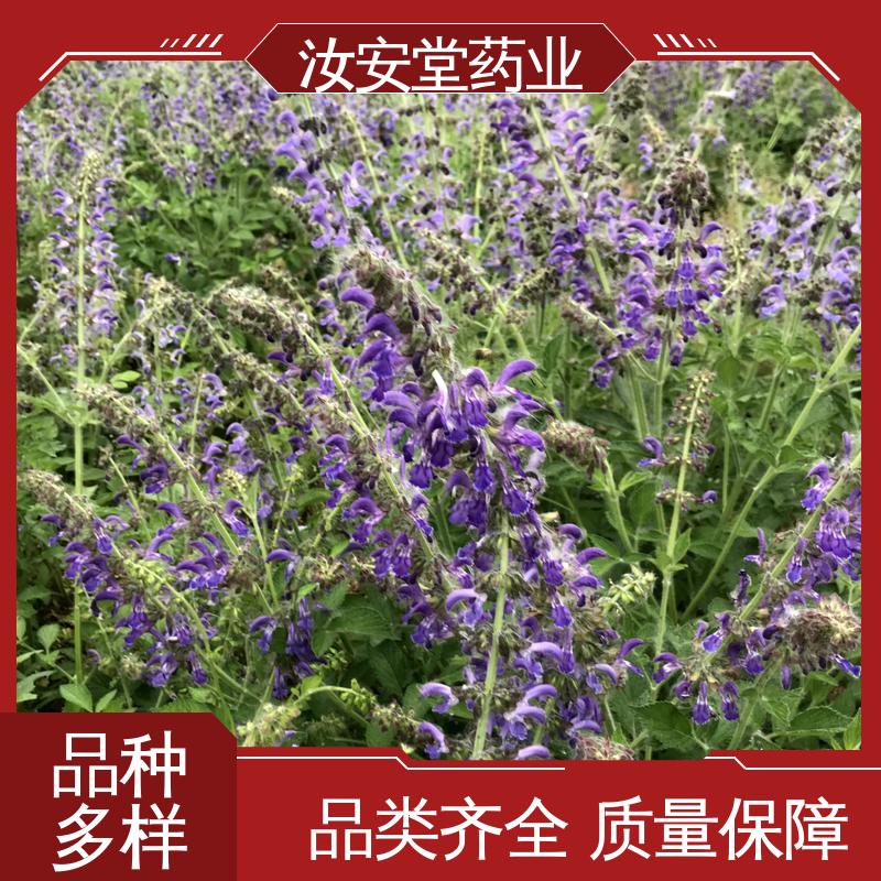 一站式服务 丹参苗产地 进行科学配比 品种齐全 汝安堂