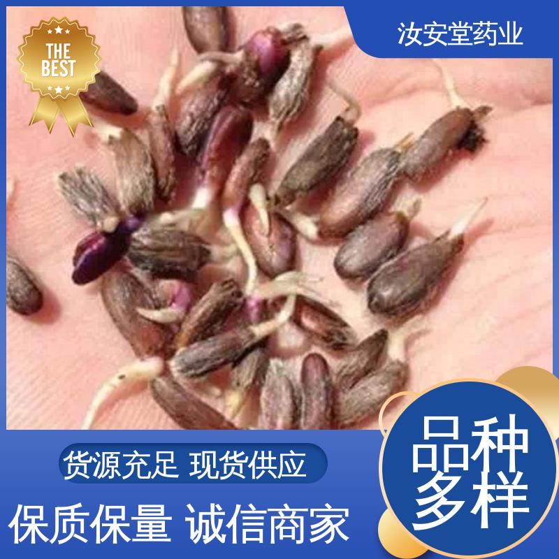 批发改良白术种子 宜晾干贮存 抗旱能力好 支持配送上门 汝安堂