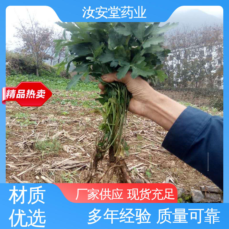 汝安堂 可大面积栽种 厂家供应前胡种子 绿化护坡固土草种籽
