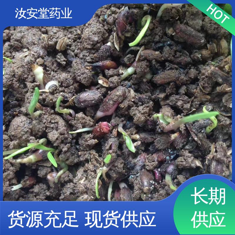 药材白术种子 支持快递发货 栽培技术优良 包成活率 汝安堂