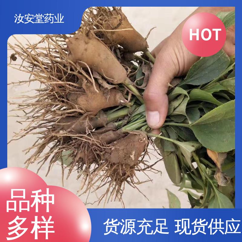 应用场景丰富 灵活合理选择栽培方式 纯正改良白术种子 汝安堂