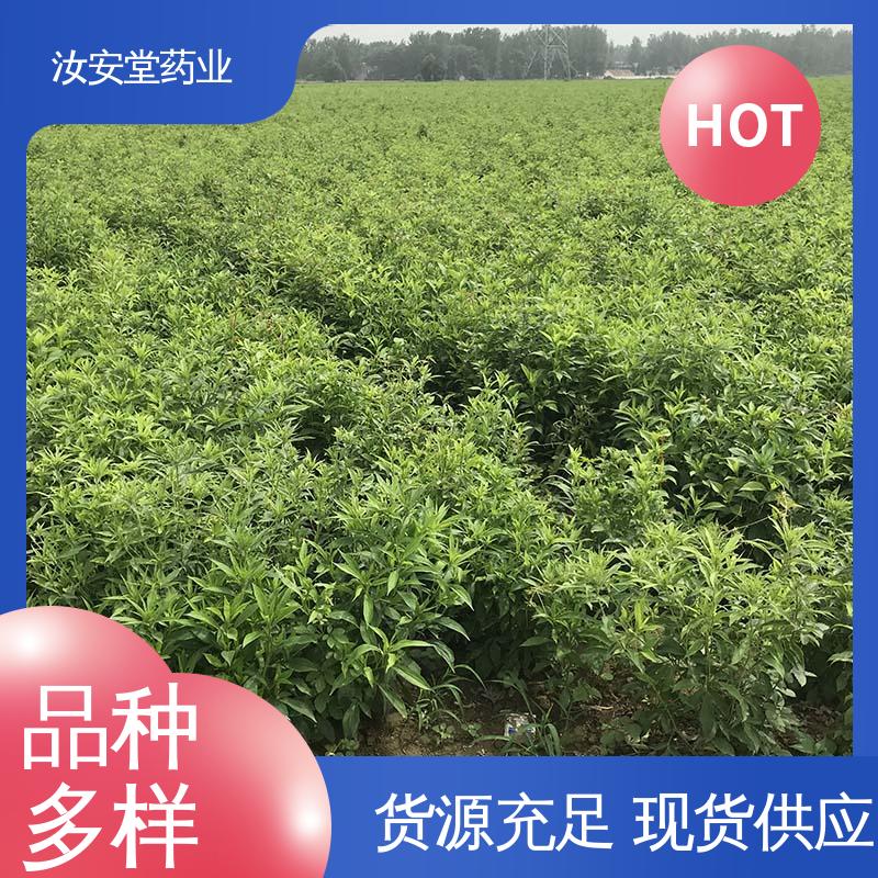 汝安堂 品种多样 进行科学种植 应用场景丰富 改良白术种子供应