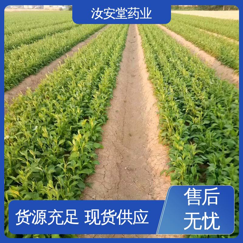 品种多样 进行科学种植 白术种子基地 支持配送上门 汝安堂