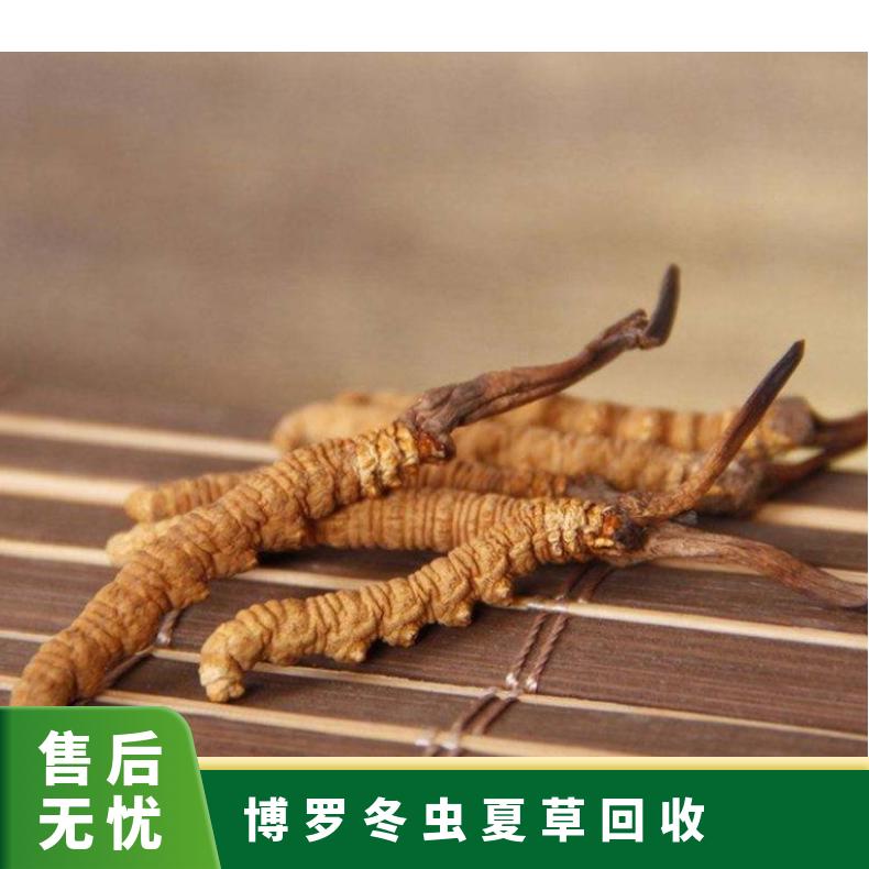 博罗冬虫夏草回收价格行情 长期上门回收礼盒装虫草
