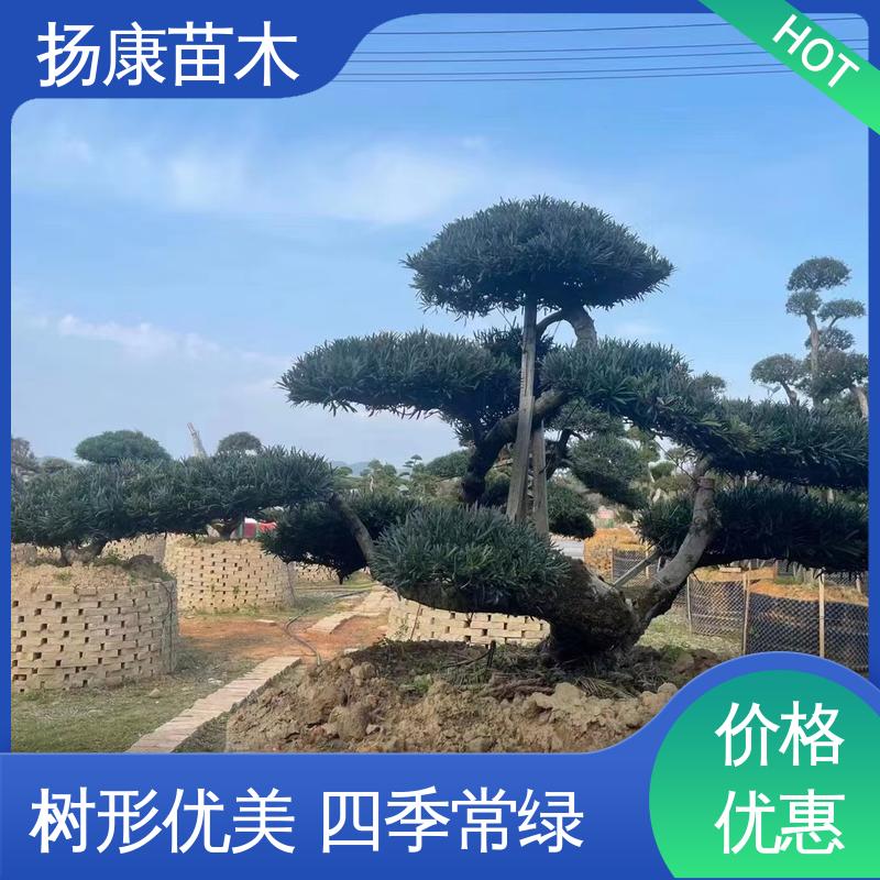 扬康苗木 18公分罗汉公 园林庭院造景植物 精致美丽 易成活