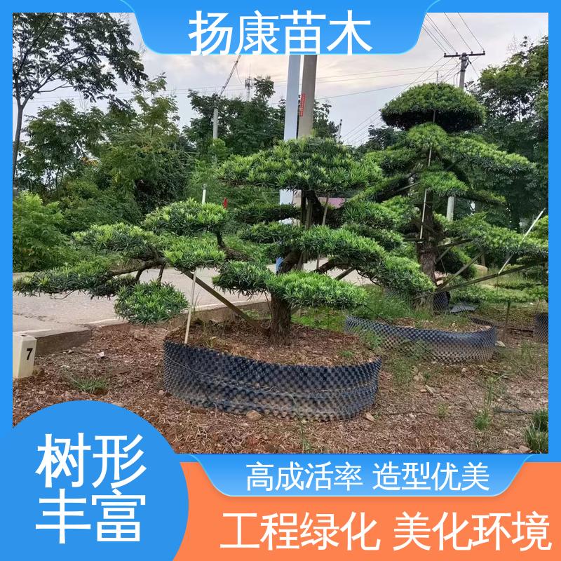 扬康苗木 江 苏罗山松 园林绿化专用树 优质绿植 规格齐全