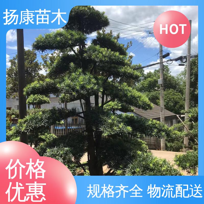 扬康苗木 基地供应 25公分罗汉松 道路绿化色块苗 常绿乔木 适应性强