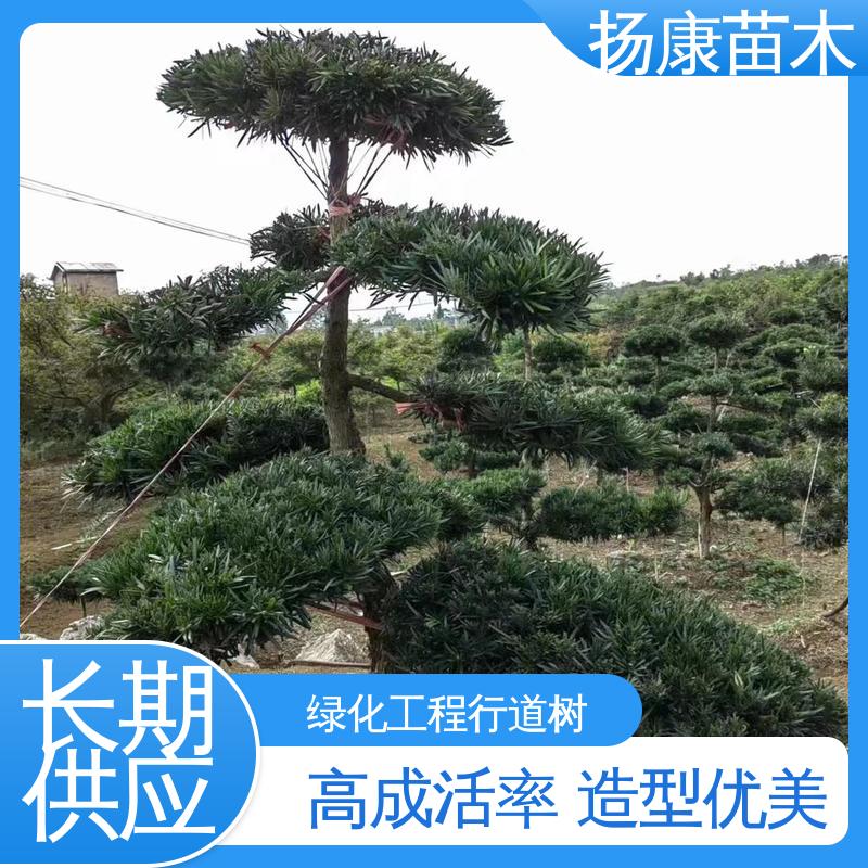 扬康苗木 基地供应 18公分罗汉公 庭院别墅标配 造型优美 易成活