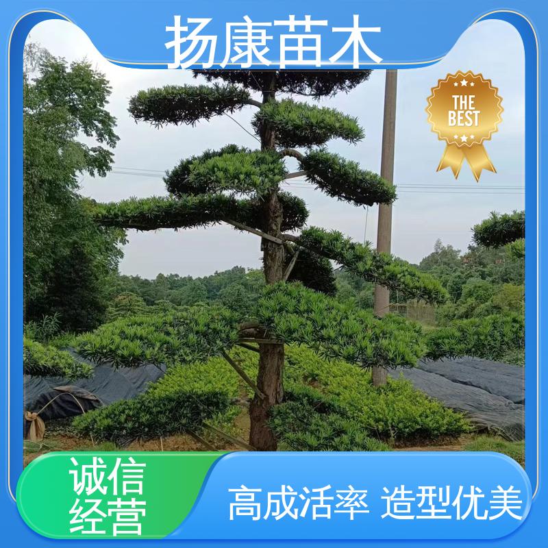 扬康苗木 进口罗汉松 公园景区装饰露地盆栽 高端大气镇宅