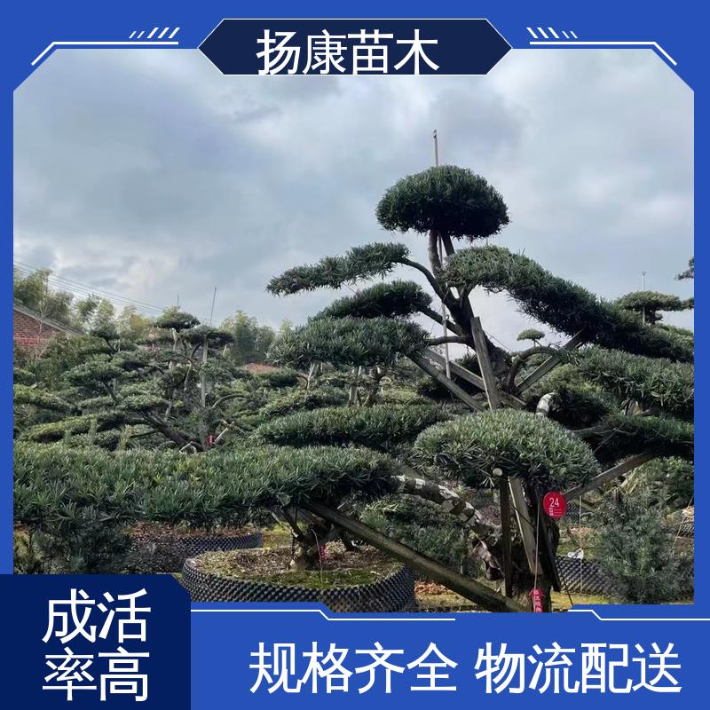 扬康苗木 基地供应 日 本罗汉松 园林绿化专用树 高成活率 规格齐全
