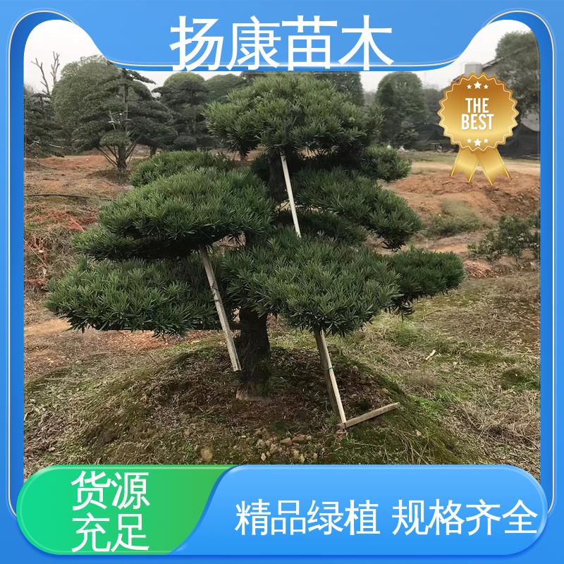 扬康苗木 20公分罗汉松 城市景观绿化树 高成活率 规格齐全