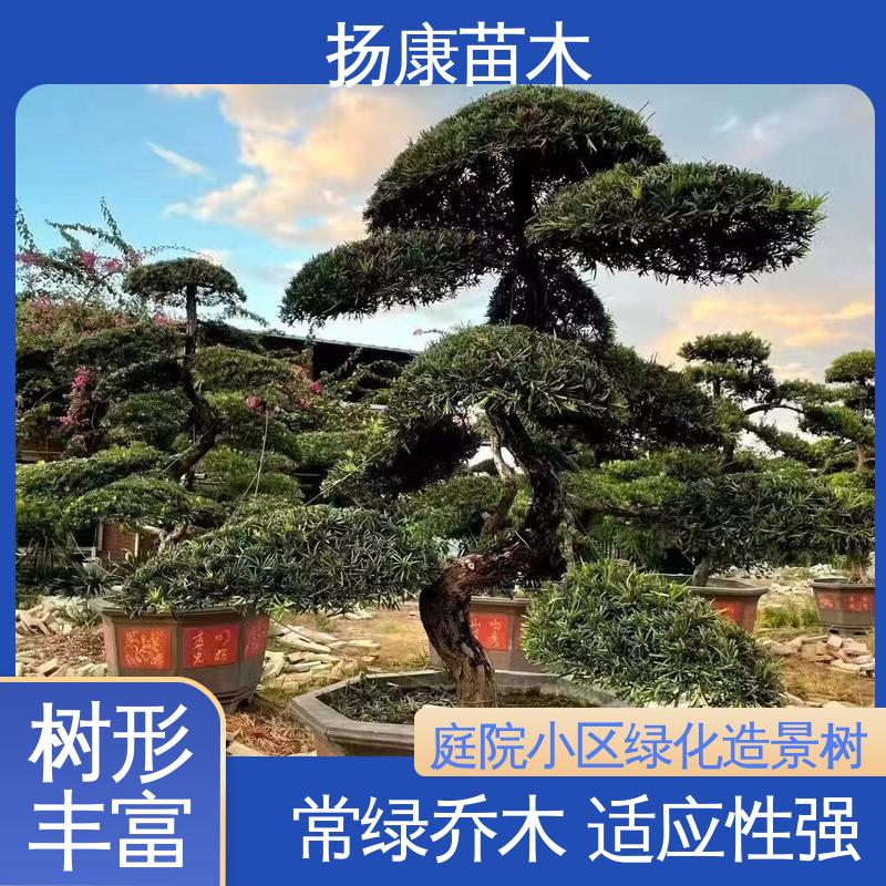 扬康苗木 基地供应 江 苏罗山松 庭院别墅造景树 优质绿植 规格齐全