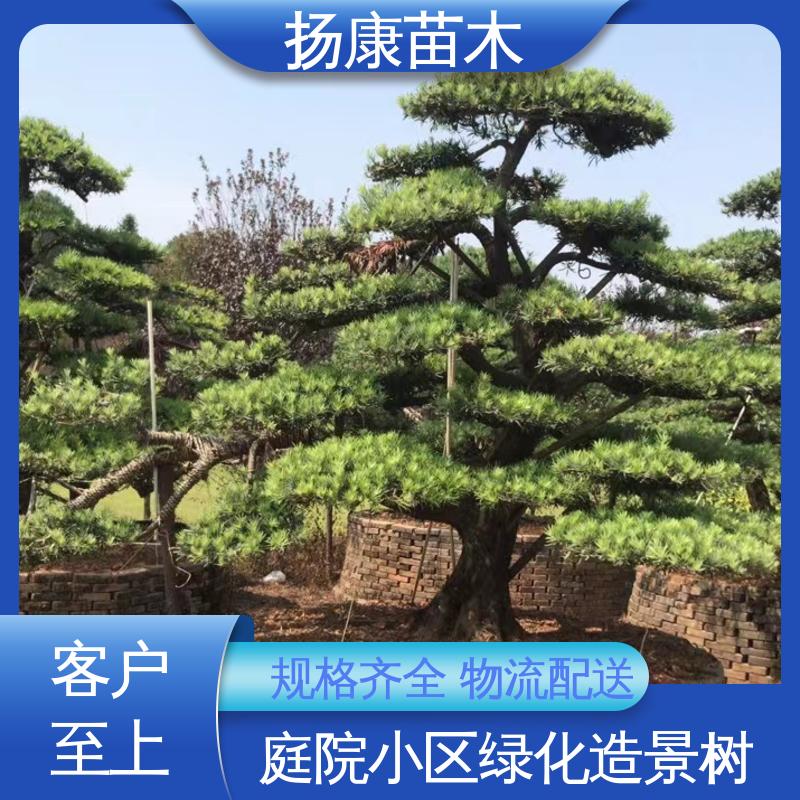 扬康苗木 基地供应 斜票风罗松 道路绿化色块苗 常绿乔木 适应性强