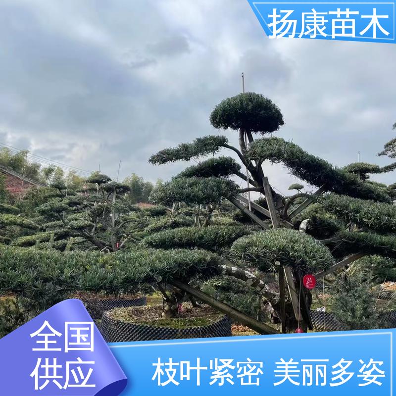 扬康苗木 基地供应 16公分罗汉松 绿化工程行道树 高成活率 规格齐全
