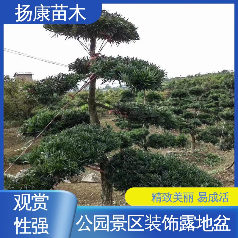 扬康苗木 18公分罗汉公 庭院小区绿化造景树 高端大气镇宅