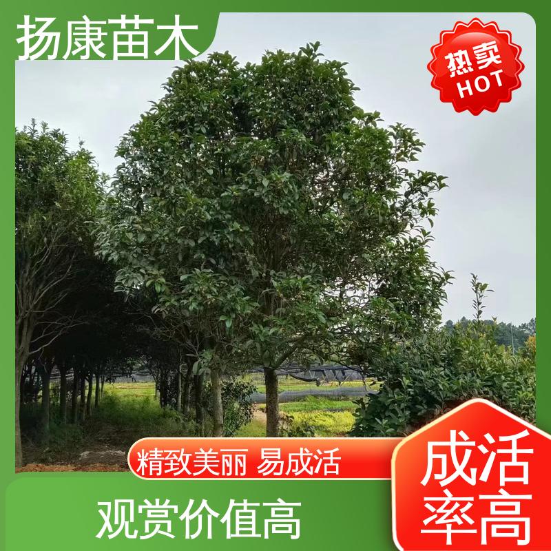 扬康苗木 12公分桂花 园林庭院造景植物 环境适应性强