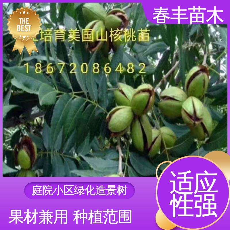 春丰苗木 核桃苗子 公园景区装饰绿植 可孤植 丛植