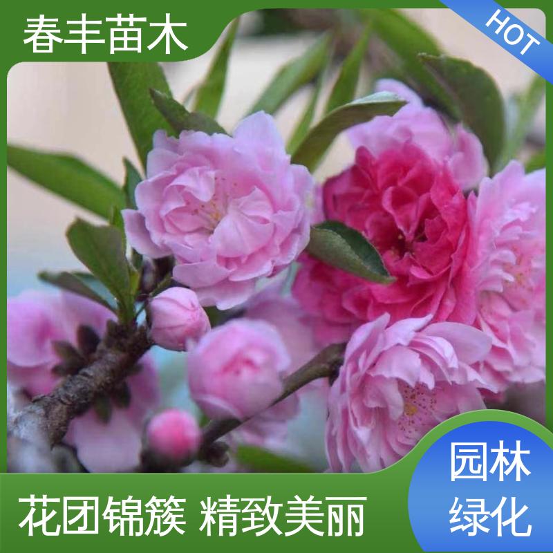 春丰苗木 红叶碧桃 园林绿化 公园景区造景植物 花色多样 五彩缤纷