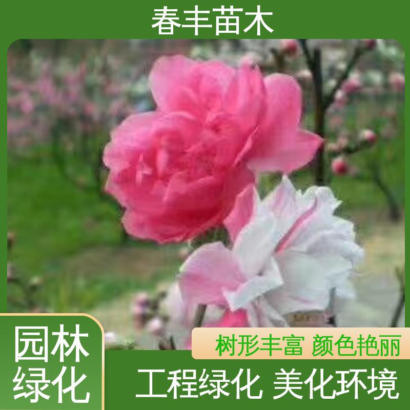 春丰苗木 基地供应 洒红龙柱 8-10公分 质量合格 一条龙培育