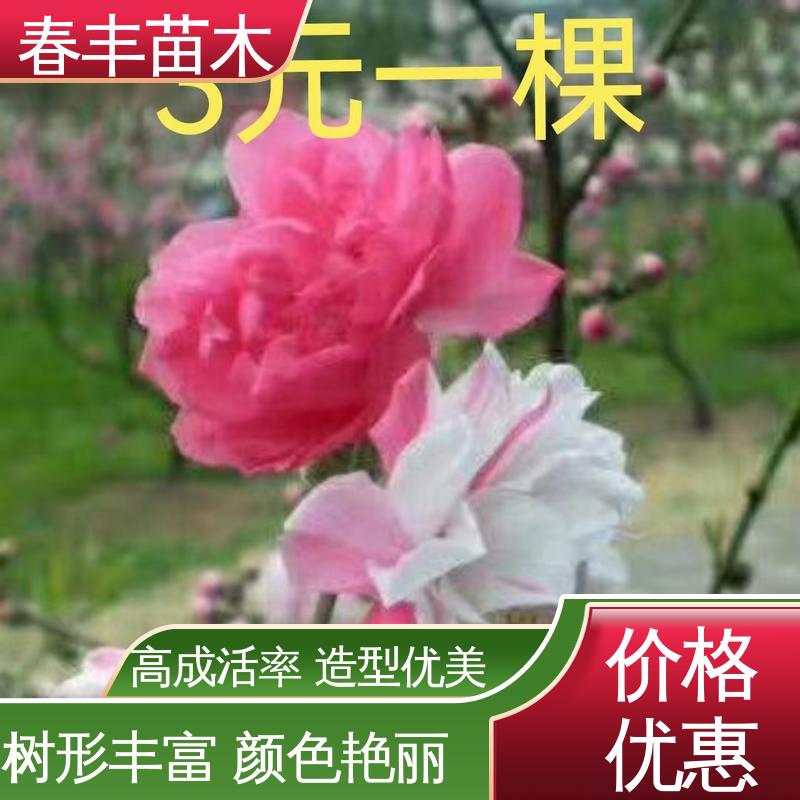 春丰苗木 基地供应 白色桃花 8-10公分 质量合格 一条龙培育