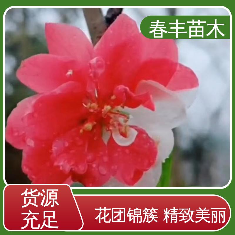 春丰苗木 基地供应 白碧桃 庭院别墅造景树 规格齐全 品种纯正