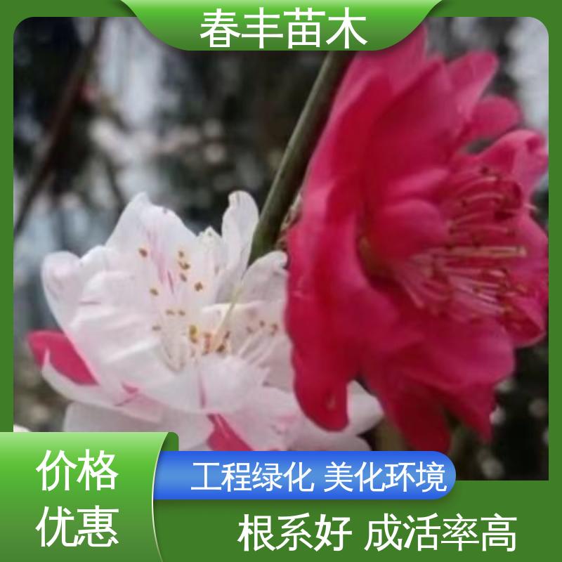 春丰苗木 基地供应 撒金碧桃 庭院别墅造景树 花瓣多 花朵大 
