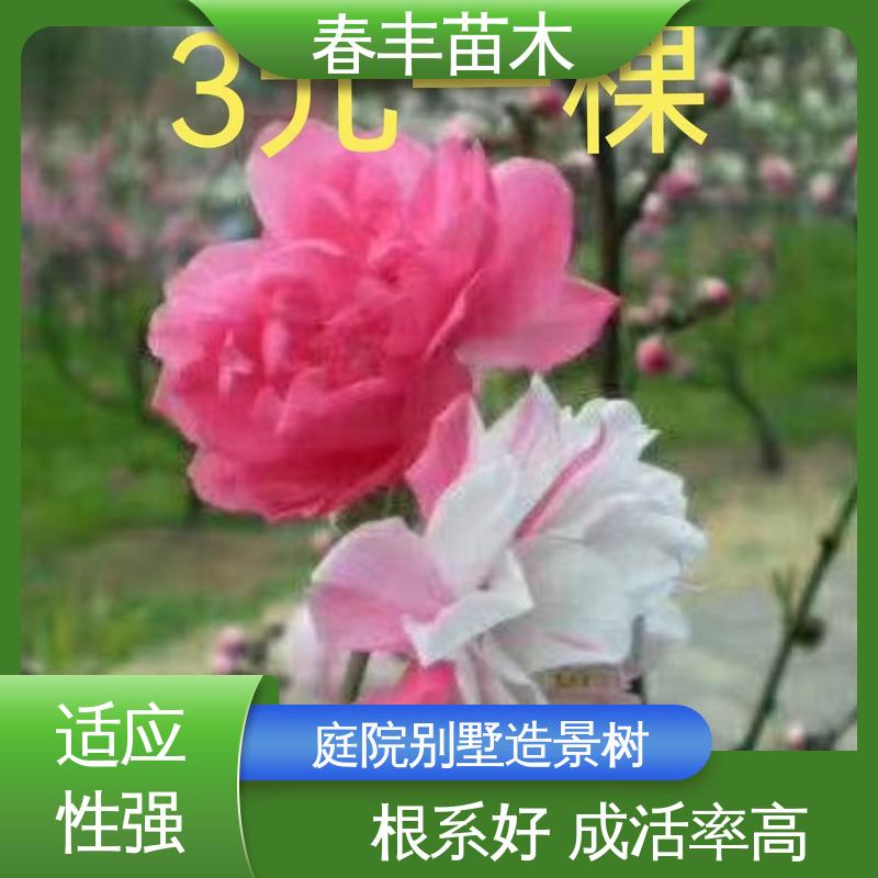 春丰苗木 基地供应 白色桃花 公园景区装饰绿植 质量合格 一条龙培育