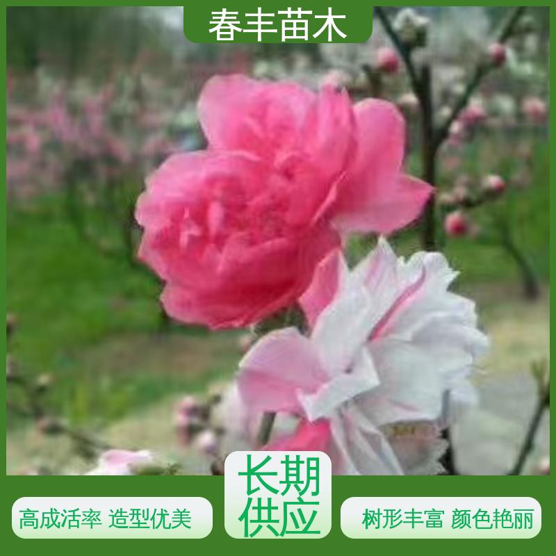 春丰苗木 基地现挖 洒红桃 质量合格 一条龙培育