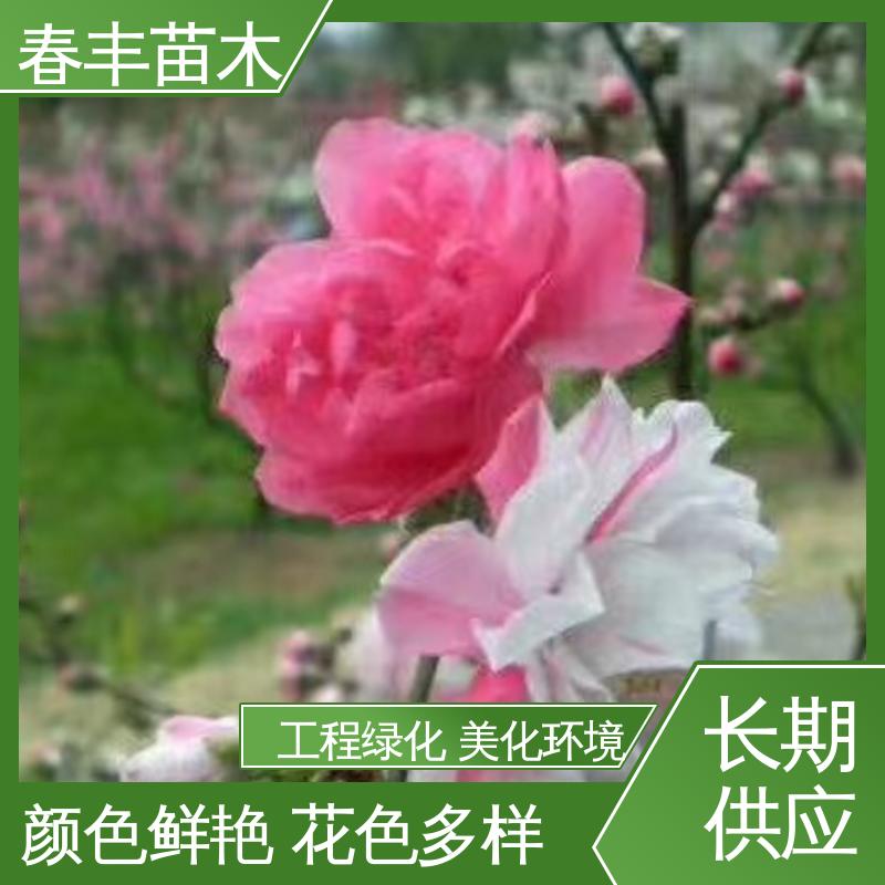 春丰苗木 基地供应 绿花桃6-8公分 包装好 成活率高