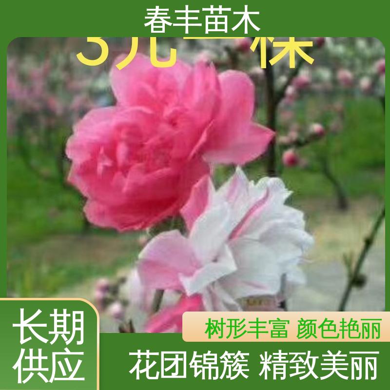 春丰苗木 基地供应 五宝桃 庭院别墅造景树 花色艳丽动人