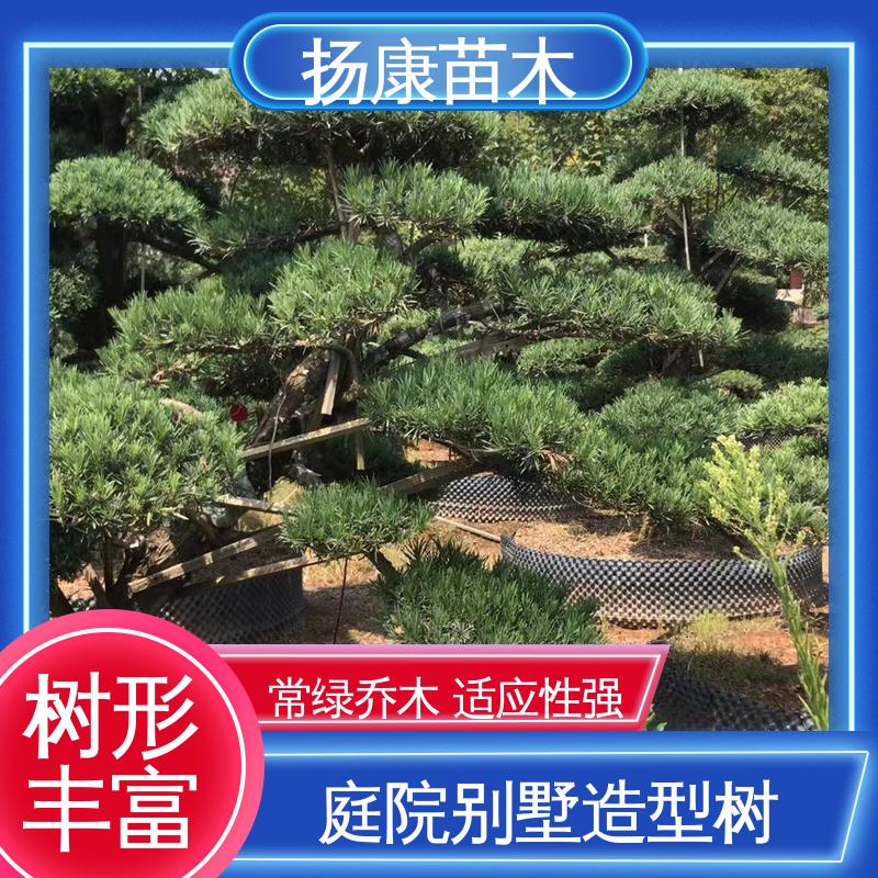 扬康苗木 基地供应 15公分罗汉松 庭院别墅造景树 精致美丽 易成活