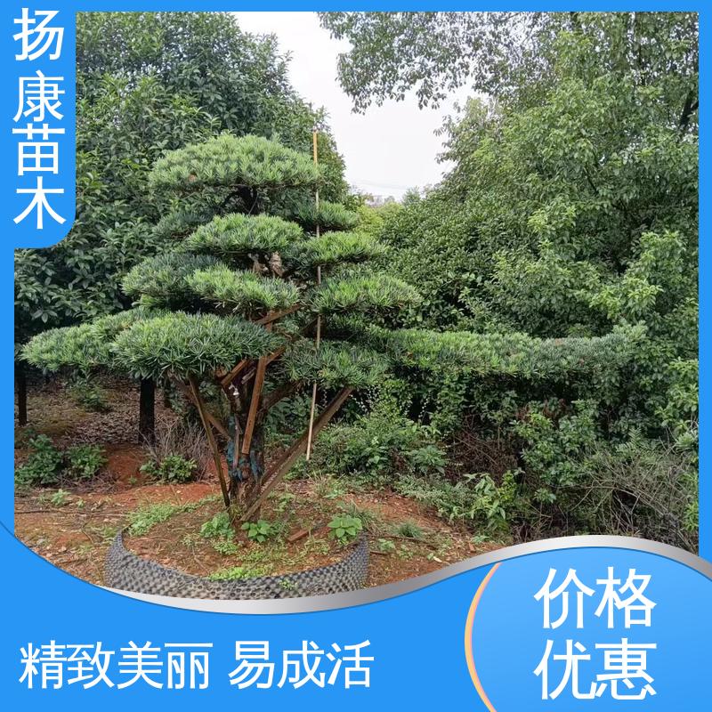 扬康苗木 基地供应 罗汉松盆景 庭院别墅标配 优质绿植 规格齐全