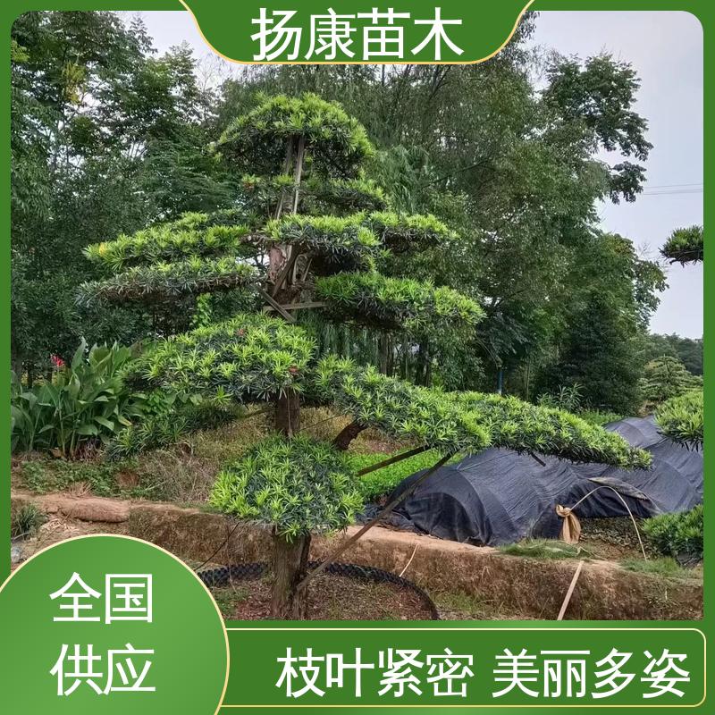 扬康苗木 进口罗汉松 庭院别墅造景树 高成活率 规格齐全