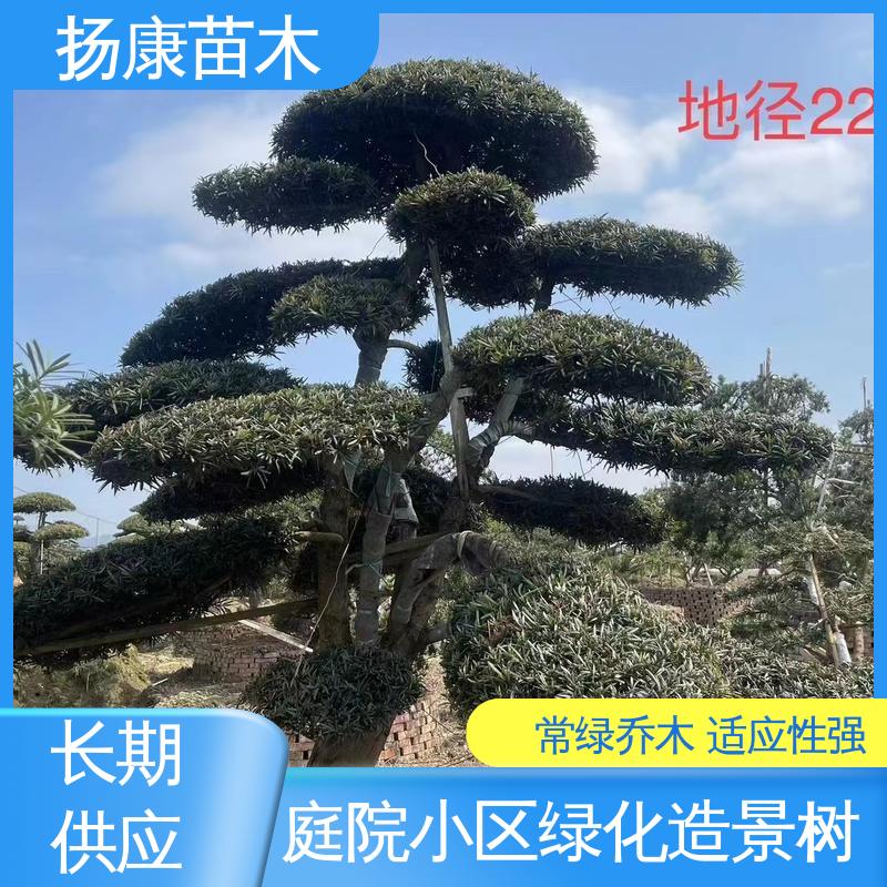 扬康苗木 20公分罗汉松 园林庭院造景植物 高端大气镇宅