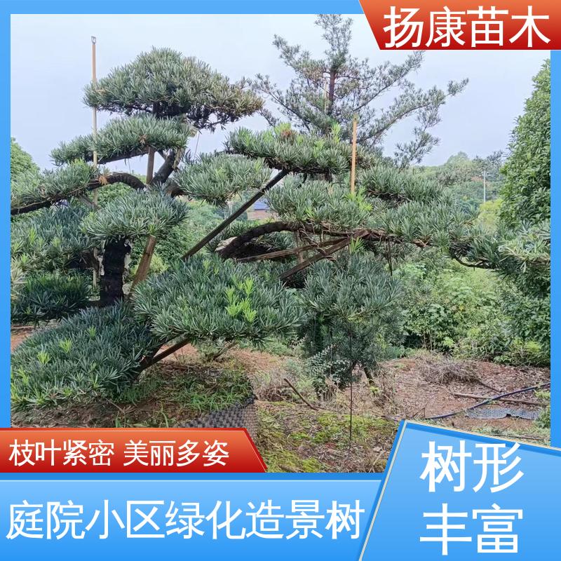 扬康苗木 基地供应 湖 南罗汉松 庭院小区绿化造景树 造型优美 易成活