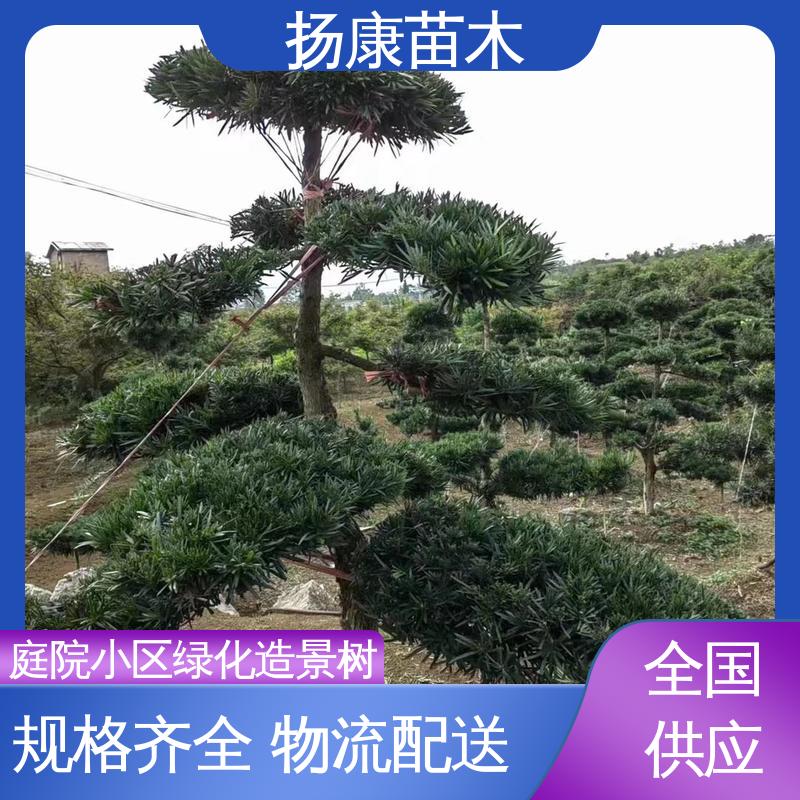 扬康苗木 基地供应 四 川罗汉松 庭院别墅造景树 枝叶紧密 美丽多姿
