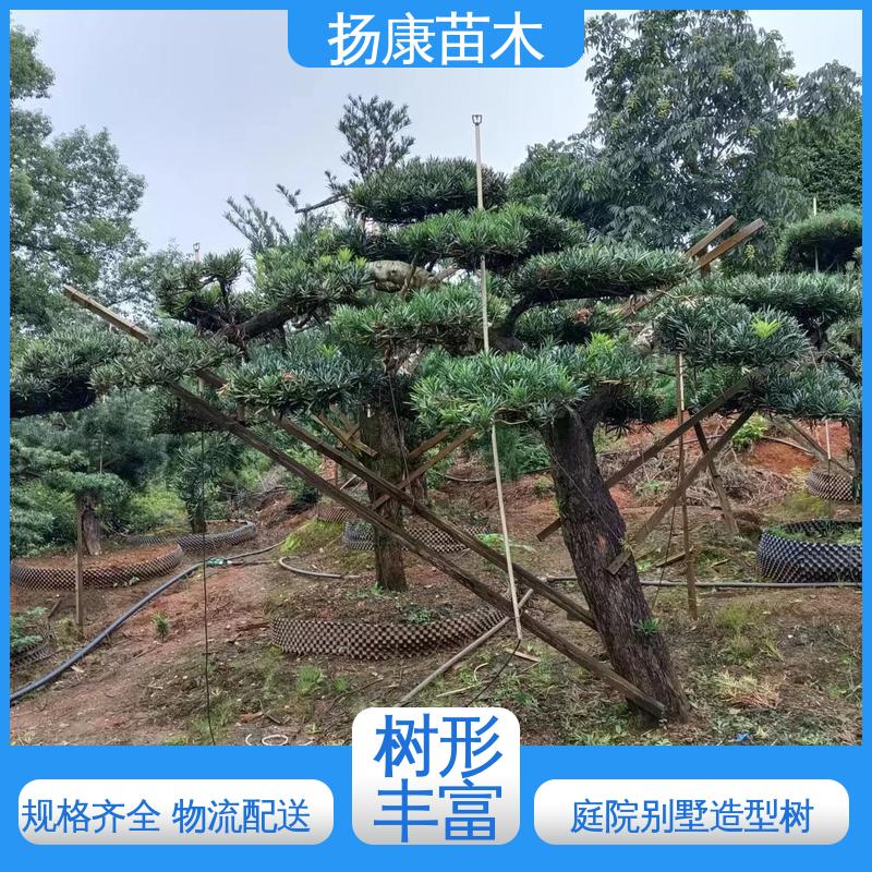 扬康苗木 25公分罗汉松 庭院别墅标配 树形优美 四季常绿