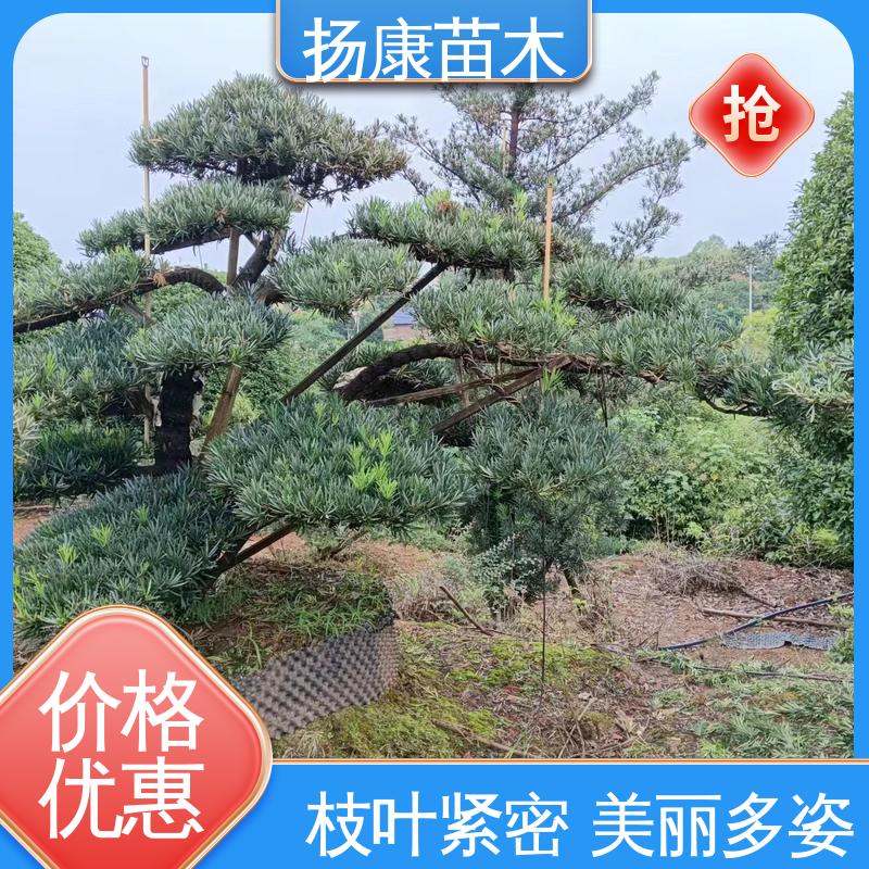 扬康苗木 18公分罗汉公 道路绿化色块苗 树形优美 四季常绿