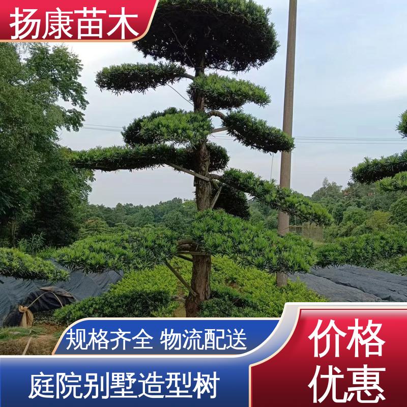 扬康苗木 基地供应 14公分罗汉松 绿化工程行道树 优质绿植 规格齐全